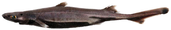 Etmopterus spinax_04.jpg